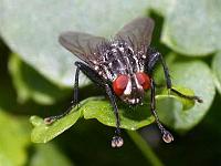 Graue Fleischfliegen (Sarcophaga carnaria) 02